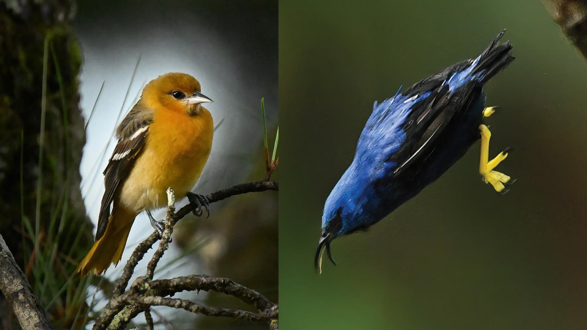 Birds from the trail