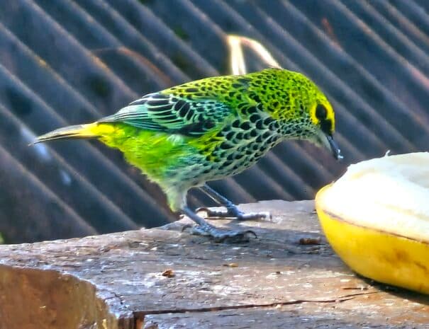 Speckled Tanager on the feeder