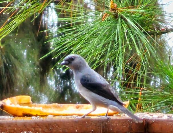 Tanager at the feeder