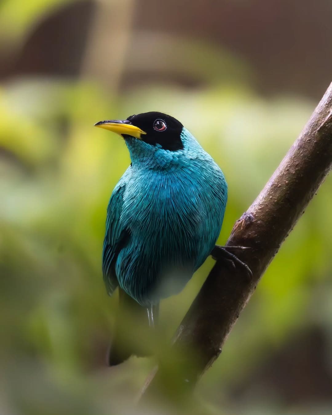 Green Honeycreeper