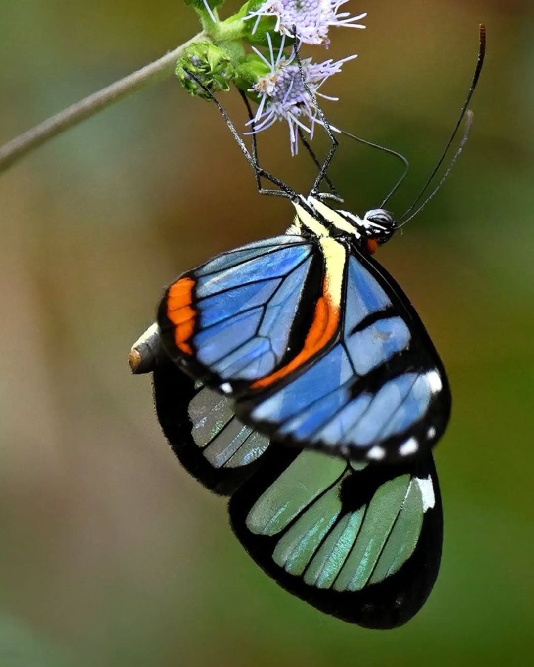 Cerro Azul butterfly