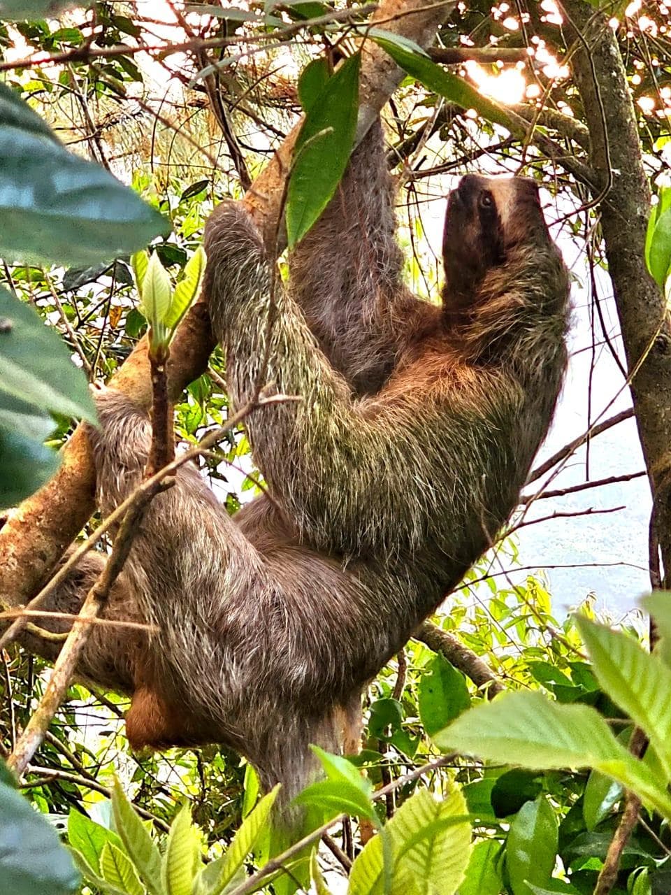 Three-toed sloth in the canopy